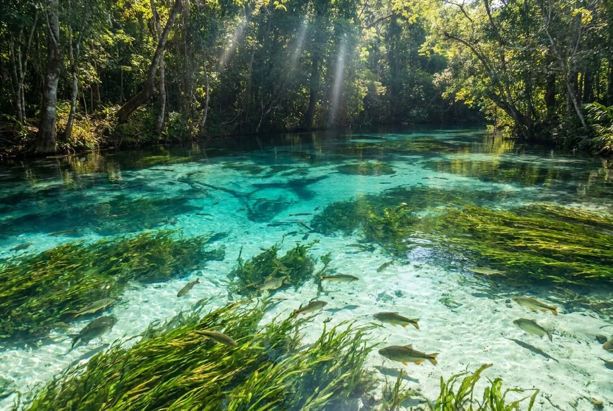 Rio Sucuri em bonito