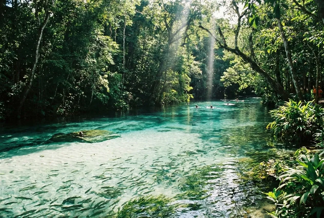 Nadador flutuando em rio de água cristalina cercado de vegetação em Bonito, Mato Grosso do Sul
