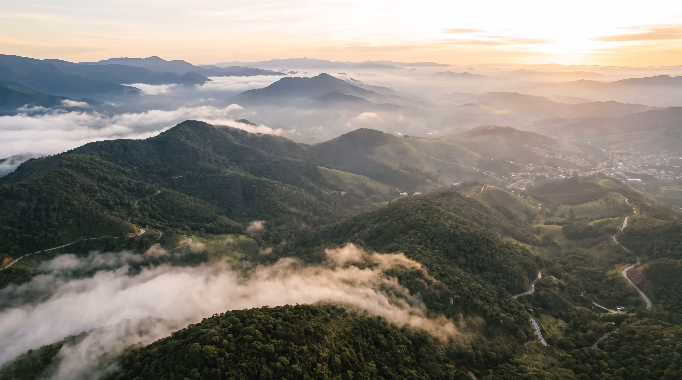 Neblina entre as araucárias da Serra da Mantiqueira ao amanhecer