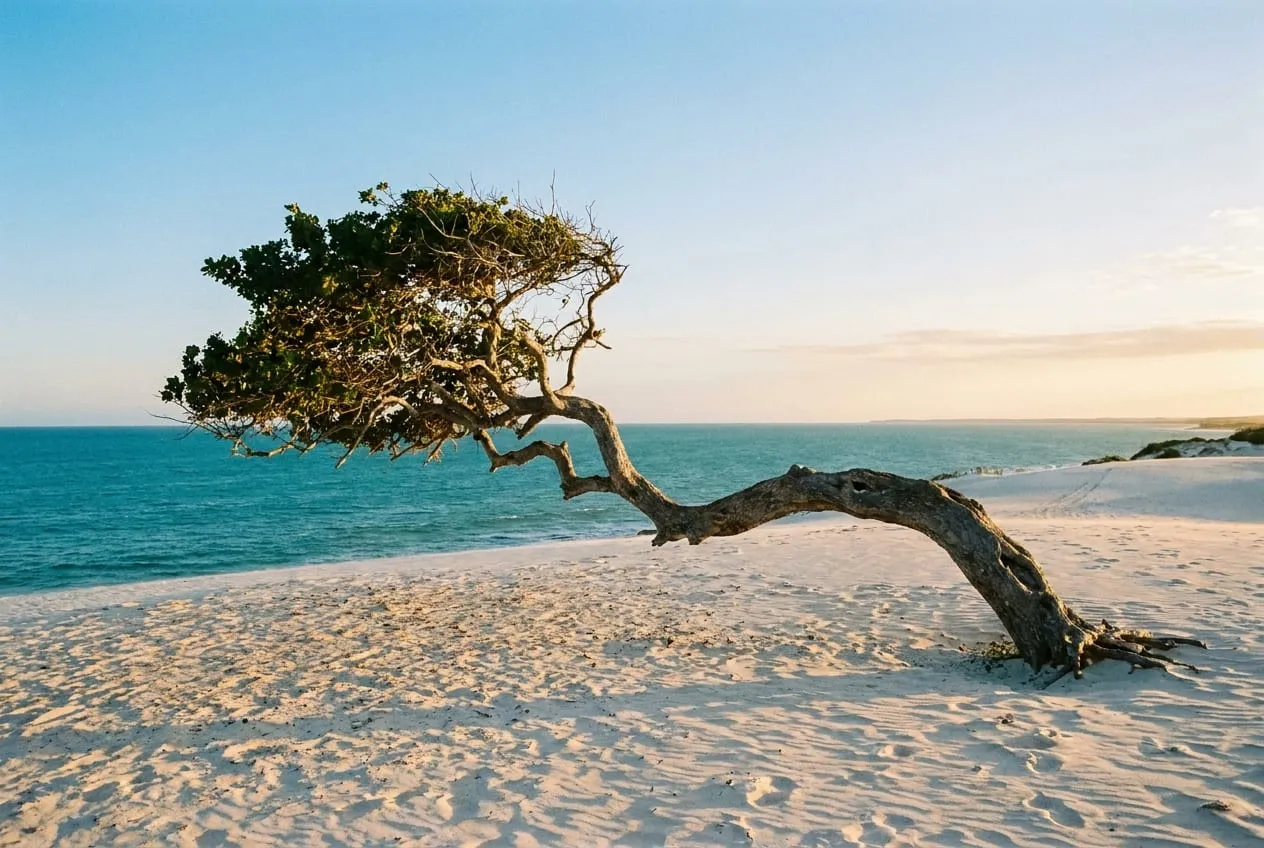 Árvore da Preguiça em jericoacoara