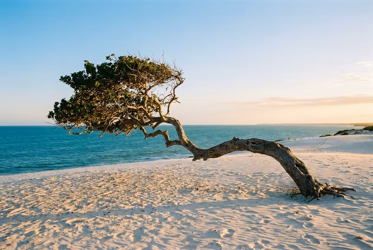 Árvore da Preguiça em jericoacoara